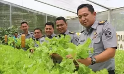 Lapas Cibinong Panen Selada Hidroponik, Warga Binaan Diberdayakan untuk Ketahanan Pangan