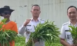 Lapas Kelas IIB Kotaagung Kembali Panen Kangkung, Dukung Swasembada Pangan