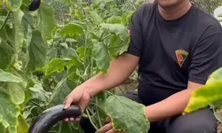 Lapas Kotaagung Panen Terong Ungu, Dukung Ketahanan Pangan Nasional