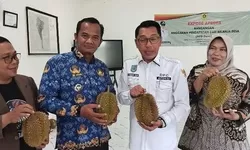 Agro Wisata Durian Cakadut Resmi Diluncurkan: Upaya Putus Mata Rantai Tengkulak Durian di Pamijahan