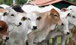Kementan Jamin Ketersediaan Daging Sapi dan Kerbau untuk Ramadan dan Lebaran 2025