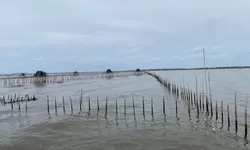 Misteri Pagar Laut di Tangerang: KKP Selidiki Identitas Pemilik dan Dampaknya
