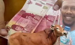 Praktik Korupsi di Setda Kepulauan Tanimbar Terkuak, SPPD Fiktif hingga Utang Sapi Belum Terbayar