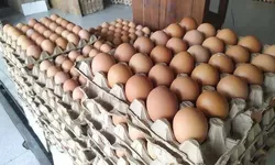 Harga Telur Naik Jelang Nataru, Kepala NFA Beberkan Penyebab dan Solusi