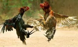 Polsek Gunung Putri Gerebek Lokasi Sabung Ayam, 19 Motor dan 12 Ayam Aduan Diamankan