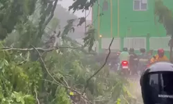 Pohon Tumbang Blokir Jalan Narogong Saat Hujan Deras, BPBD Bogor Gerak Cepat Evakuasi