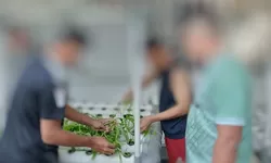 Sayur Kangkung Yang Ditanam Warga Binaan Lapas Khusus Kelas IIB Sentul, Berhasil Dipanen