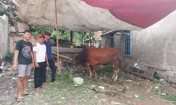 Tim 7 Jokowi : Sapi Dari Kapolri Sudah Sampai Di Tangerang Selatan