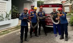 Ular Sanca Sepanjang 4 Meter Berhasil di Evakuasi Damkar Kabupaten Bogor