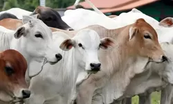 Belum Bisa Berqurban Tahun Ini, Berikut Amalan Yang Pahalanya Melebihi Qurban Dengan 100 Unta