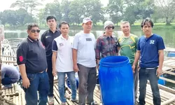 Panen Raya Ikan! Pemdes Bojong Nagka Sukses Jalankan Program Ketahanan Pangan