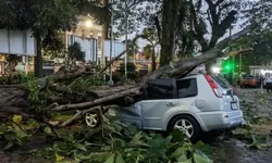 Akibat Hujan Deras Disertai Aingin Kencang, 4 Mobil Pegawai Dinsos Bogor Tertimpa Pohon