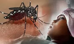 Penyakit Demam Berdarah Dengue di Kabupaten Bogor Meningkat, ini Faktanya!