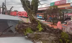 Pohon berdiameter 55 centimeter menimpa dua kendaraan di Bogor