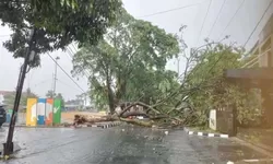 3 Pohon tumbang akibat Hujan deras disertai Angin kencang di Kecamatan Cariu