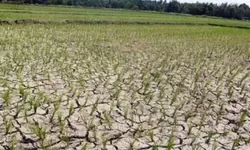 Area Pesawahan Cariu dilanda kekeringan, sejumlah petani beralih menjadi Tukang Ojek.