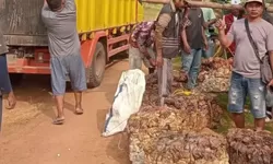 Harga Minyak Dunia Turun, Diprediksi Berdampak di Harga Karet Pasar Global, Apkindo Sumsel Sebut Permintaan Karet Sintetis Bakal Melonjak