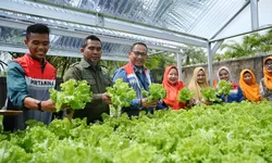 Bersama Pertamina Grup, Komunitas Hidroponik Sehati Kota Dumai Manfaatkan Energi Hijau 
