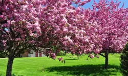 Serasa Lagi di Jepang, Taman Sakura di Kebun Raya Cibodas Jadi Spot Foto Favorit Para Pengunjung