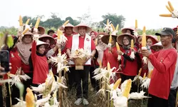 Meriahkan Panen Raya Jagung, Tri Adhianto Didaulat Sebagai Calon Walikota Bekasi Peduli Petani