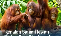 Mari kita mengenal Hewan Endemik Asli Indonesia yang kini hampir punah 