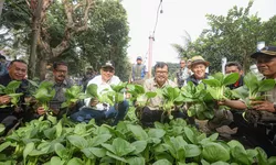 Panen Cabai di RW 03 Cipadung Kidul, Program Buruan Sae Kota Bandung Diapresiasi Pj Wali Kota Bandung