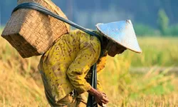 Mengapa 24 September Jadi Hari Tani Nasional? Simak Sejarah dan Makna Lahirnya UUPA 1960