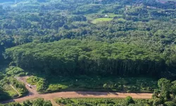 Menguak Pemilik Asli TPL 2025 di Tengah Isu Banjir Sumatra