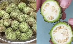 7 Bahaya Buah Kecubung, Penyebab Puluhan Warga Banjarmasin Mabuk Berjamaah