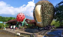 Berlokasi di Kaki Gunung Salak, Warso Farm Bogor Jadi Tempat Agrowisata Buah Durian Favorit Warga Jabodetabek
