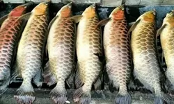 RUGI RATUSAN JUTA! Akibat Pemadaman Listrik Total, Puluhan Ikan Arwana Milik Pebisnis Ikan Hias di Palembang Mati