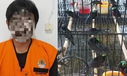 Kalau Lolos Auto Cuan Nih! Oknum Pegawai Bea Cukai Diduga Terlibat Penyelundupan Ratusan Satwa Liar di Kalimantan Barat