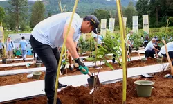 Jaga Kelestarian Lingkungan, Ketua DPRD Kabupaten Bogor Dukung Aksi Tanam Pohon KLH di Puncak