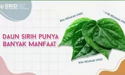 Wajib Tahu! Manfaat Daun Sirih untuk Menyegarkan Nafas dan Hilangkan Bau Mulut