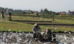 Penggarap Sawah dan Sistem Subak di Bali