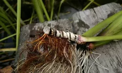 Mengenal Manfaat Dlingo Bengle untuk Kesehatan, Salah Satunya Dapat Meredakan Gejala Depresi