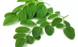 Manfaat Daun Kelor untuk Ibu Menyusui, Bisa Memperlancar ASI