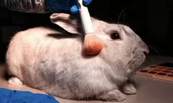 Kenapa Penting Memilih Produk Cruelty Free ?