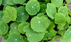 Pengalaman Menggunakan Centella Asiatica untuk Jerawat