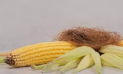 Sering Dibuang, Ini Manfaat Rambut Jagung Untuk Kesehatan sehatan, Bisa Cegah Kolesterol Hingga Diabetes