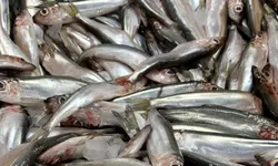 Tingkatkan Kecerdasan Otak, Kenali Manfaat  Teri Basah sebagai Ide Olahan MPASI Kaya Omega 3