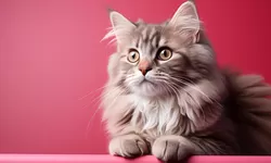 Kucing Sering Muntah Bulu? Berikut Penyebab dan Pencegahannya