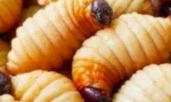 Ulat Sagu dan Belalang Jadi Alternatif Menu Makanan Bergizi Gratis!
