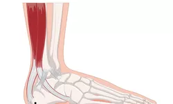 Tak Banyak yang Tahu, Otot Kaki Bisa Menyelamatkan Setengah Hidup Manusia