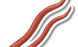 Cacing Kremi Keluar dari Kemaluan: Apakah Berbahaya dan Kenapa Bisa Terjadi?