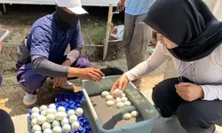 Lapas Terbuka Kendal Olah 43 Telur Bebek Jadi Telur Asin, Dukung Ketahanan Pangan