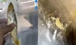 Geger Belatung di Bandeng Presto Ponorogo, SPPG Ngrayun Akui Lalai dan Siap Ganti Menu