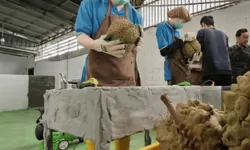 Geger Durian Parigi Moutong, Saat Panja DPRD Bongkar "Remang-Remang" Ekspor
