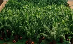 Serangga Kecil dari Tanzania Bisa Dongkrak Produksi Sawit Indonesia 10–15 Persen