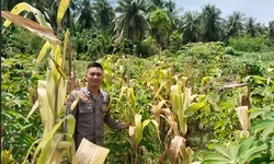 Dengar Keluh Kesah Petani, Polisi di Majene Ini Kawal Keamanan Pangan Mulai dari Dapur
